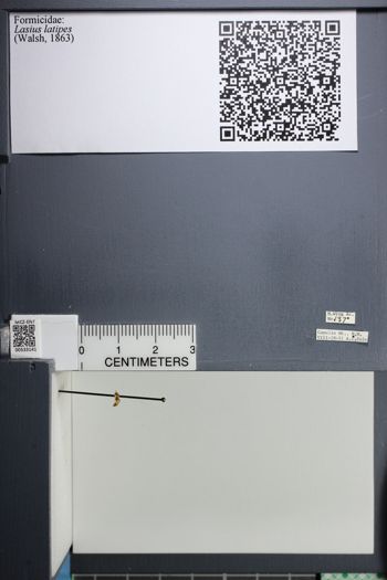 Media type: image;   Entomology 533141